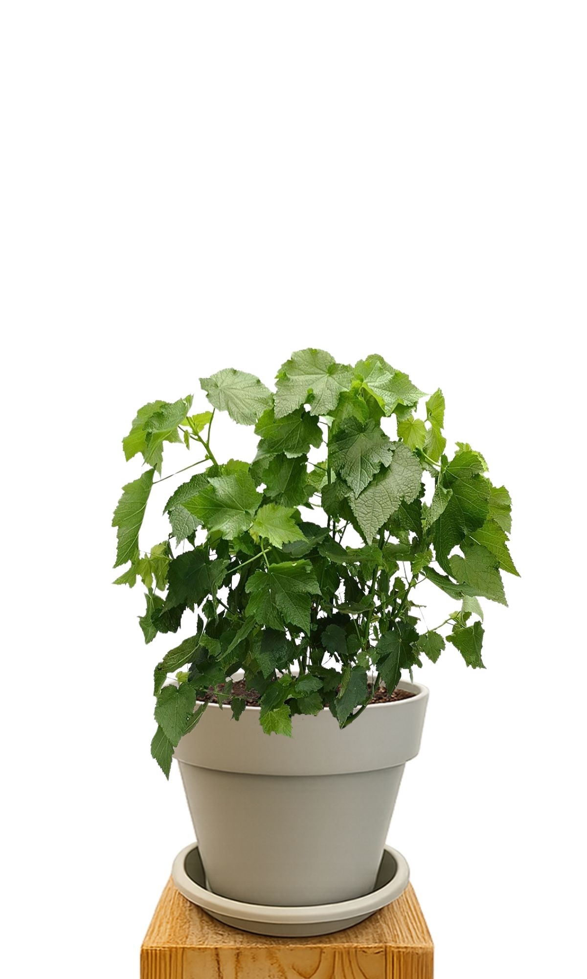 Plant kit 30 Sand